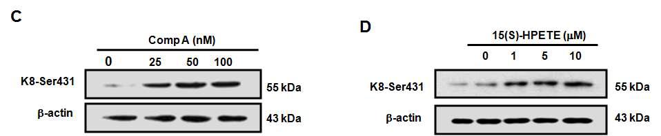 Comp A, 15(S)-HPETE에 의한 Keratin 8의 phosphorylation 유도