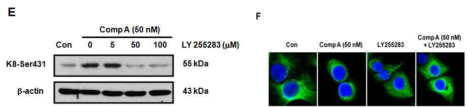 CompA 에 의한 Keratin 8의 perinuclear reorganization에 대한 LY255283의 억제 작용