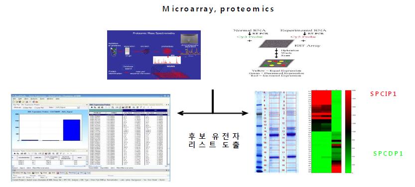 SPC 처리후의 microarray 및 proteomics 분석