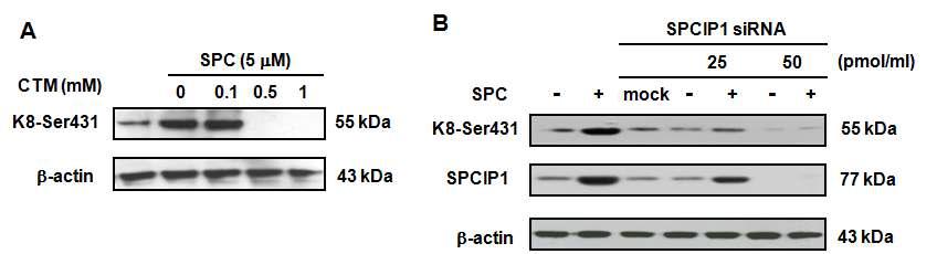 Keratin 인산화에 미치는 SPCIP1의 영향