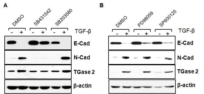 SPCIP1에 의한 N-cadherin의 발현에 미치는 신호전달 경로