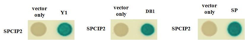 SPCIP2와 결합하는 단백질들의 확인