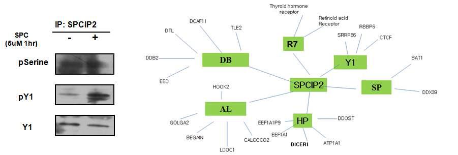 SPCIP2와 결합하는 단백질 Y1의 작용 확인