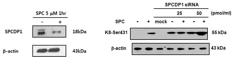 SPCDP1의 발현 확인 및 K8의 인산화에 미치는 영향 확인