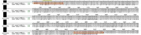 SPCDP1의 cloning 후 sequencing 확인 결과