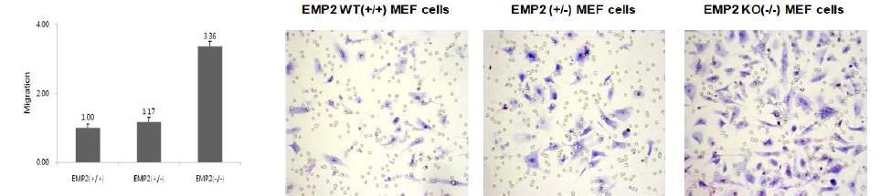 SPCDP1 (-/-) 와 WT 생쥐에서 분리한 MEF 세포의 이동성 비교