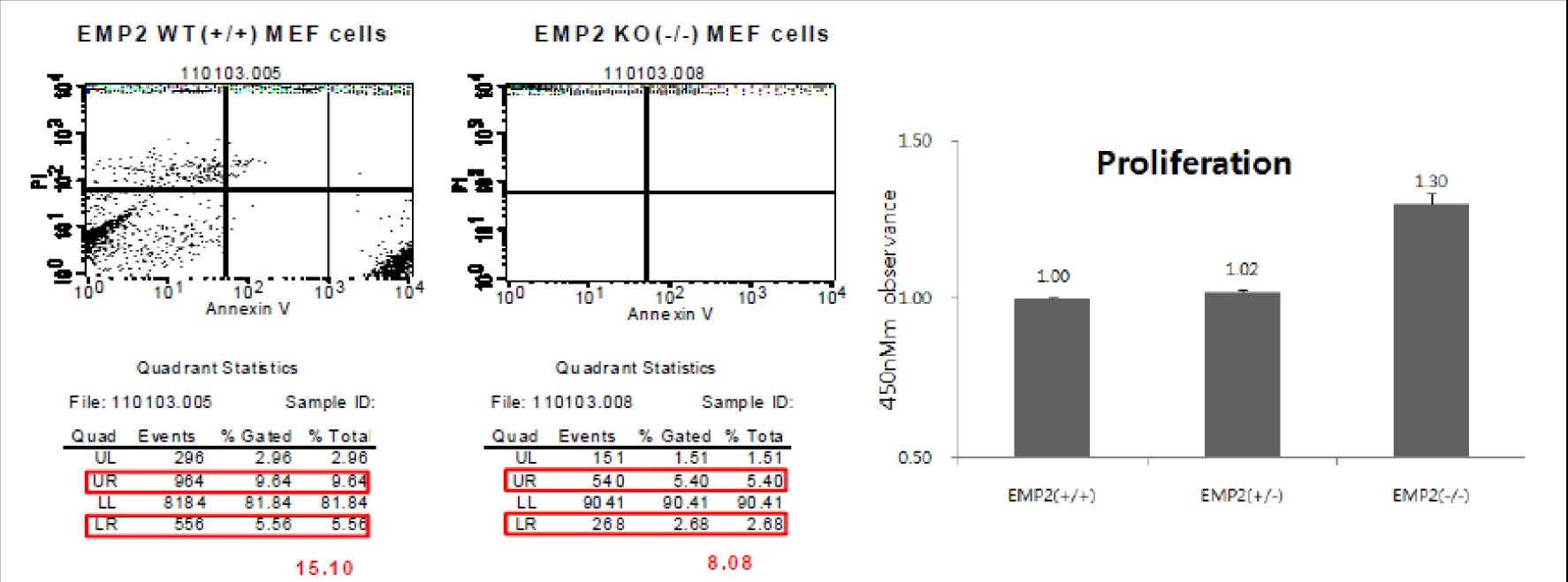 SPCDP1 (-/-) 와 WT 생쥐의 MEF 세포의 세포 고사 및 증식능 비교