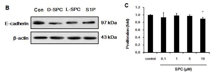 SPC에 의한 E-cadherin의 변화 및 증식에 미치는 영향 확인