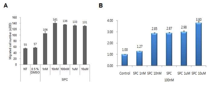 SPC에 의한 PANC-1 세포의 이동성 및 침윤의 증가
