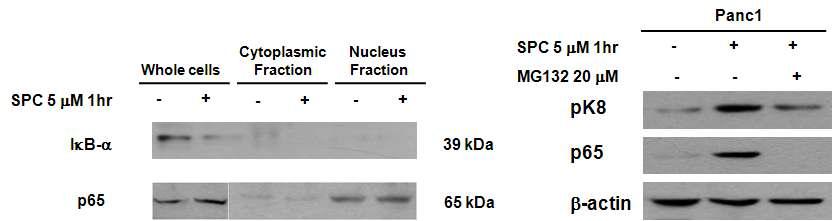 SPC에 의한 NF-kB의 활성화