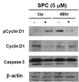 SPC에 의한 세포증식 및 세포고사에 미치는 영향