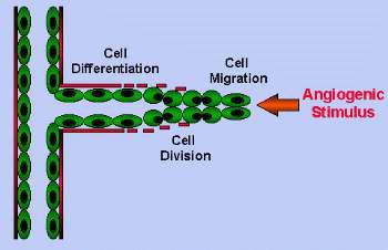 Angiogenesis 과정