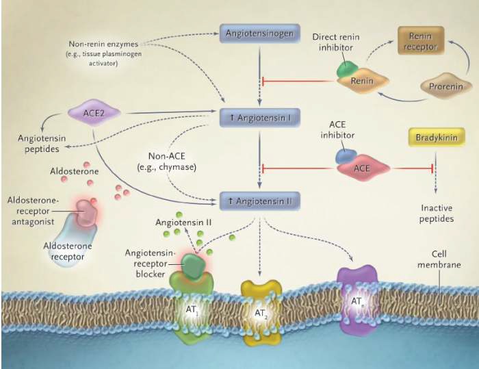 그림 80. Renin inhibitor의 작용 기전