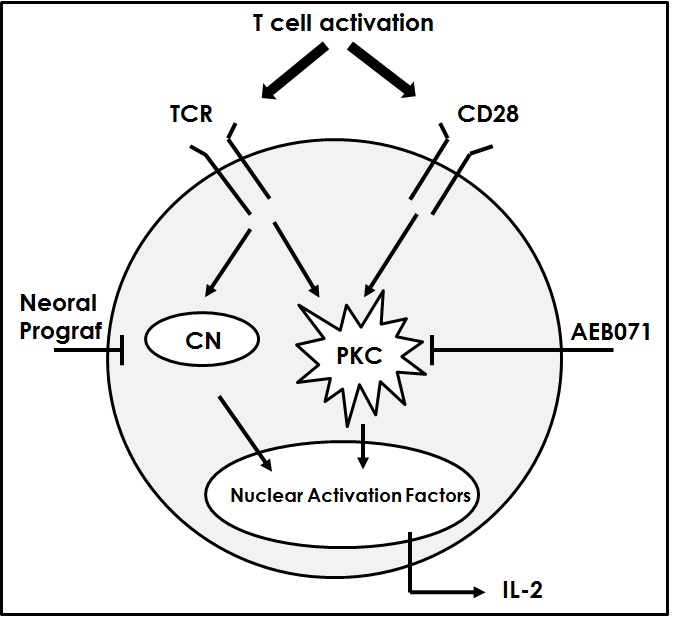 그림 81. AEB071의 Mechanism of Action