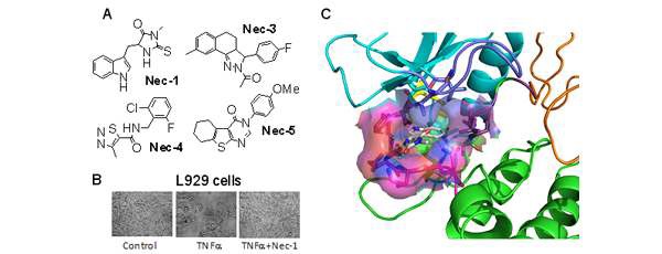 그림 83. Necrostatin의 분자구조, Necrosis 억제 활성 및 Binding modeling