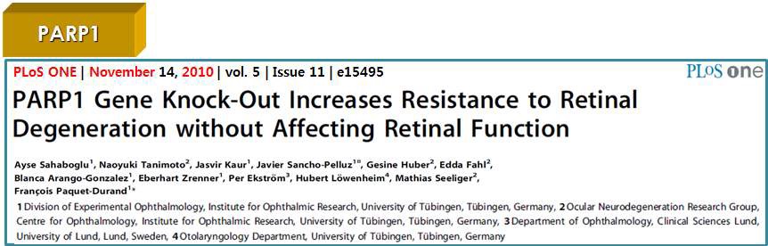 그림 91. 안질환에서의 PARP1의 중요성