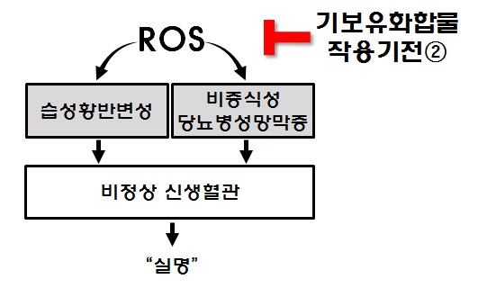 그림 27. ROS 생성억제를 통한 실명질환 치료제 개발 전략