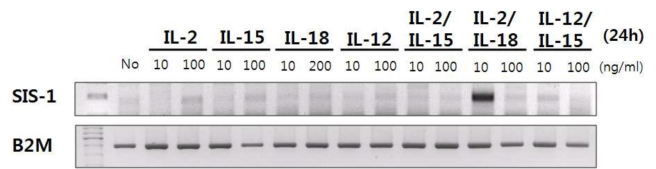 인간 PBMC의 cDNA에서 IL-2, IL-12, IL-15, IL-18 에 의해 조절되는 신규 사이토카인 후보물질.