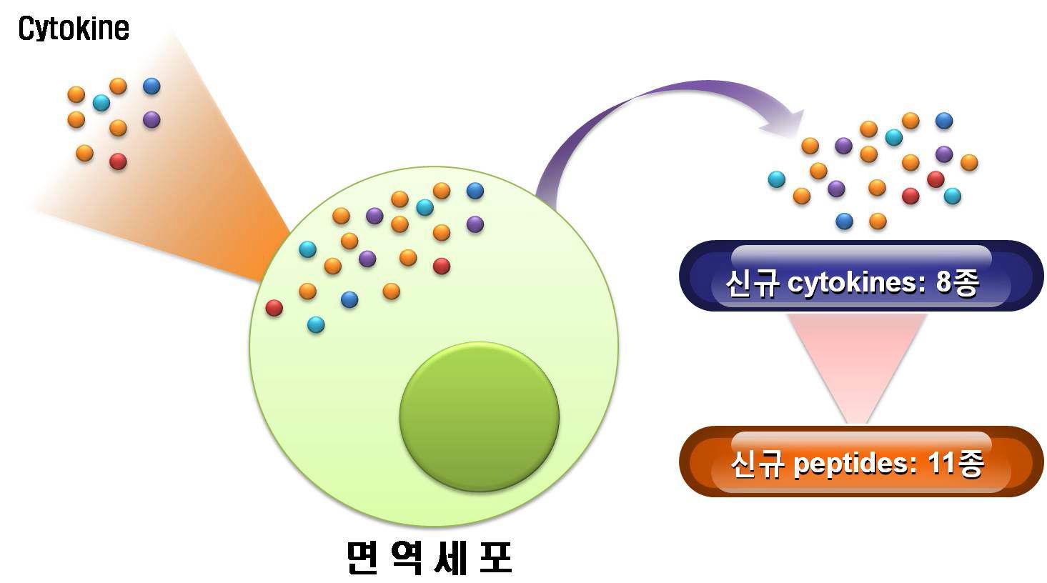 SIS-1유래 신규 사이토카인 및 펩타이드 후보군 선정