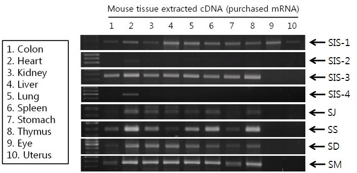 정상 마우스 조직에서 SIS-1 사이토카인 후보군의 mRNA 발현 패턴