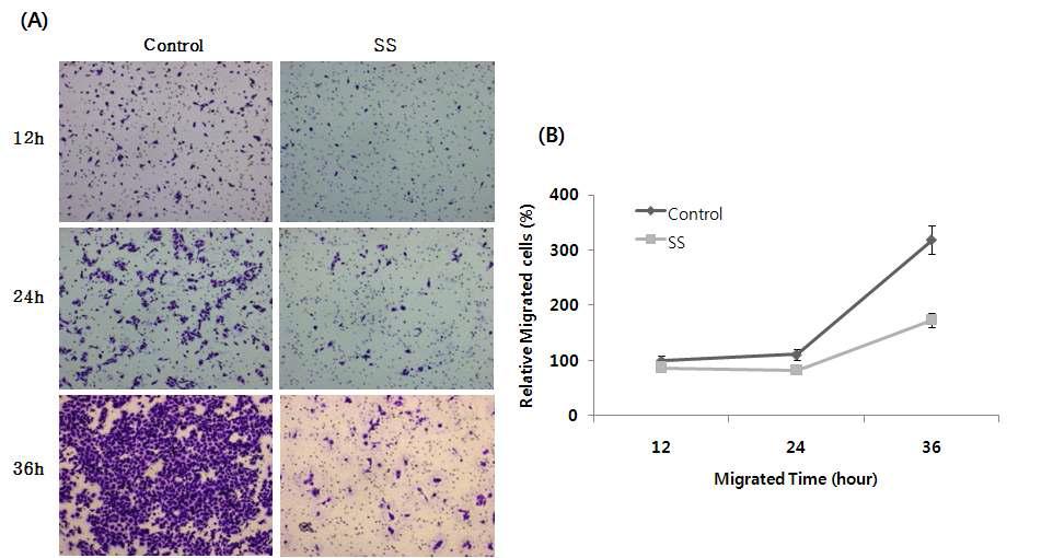 신규 사이토카인 후보물질 SS에 의한 위암 세포 이동 억제 확인