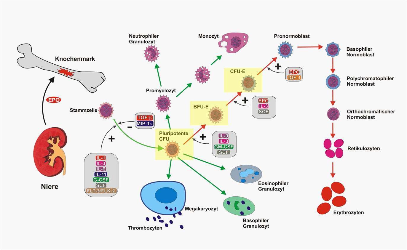 인간 조혈모 세포 분화시 관찰 되어지는 적혈구 분화과정