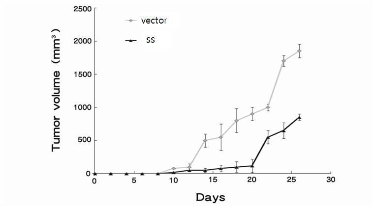 동물 모델에서 SS 과발현 악성 흑색종 세포주의 증식 억제