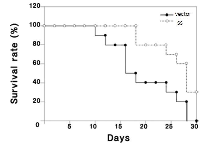 SS 과발현 악성흑색종 주입 마우스의 생존률 증가