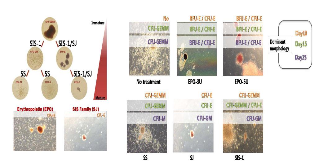 SIS-1 유래 신규 사이토카인의 농도별 인간유래 조혈모세포(CD34+)의 분화능 형태 확인