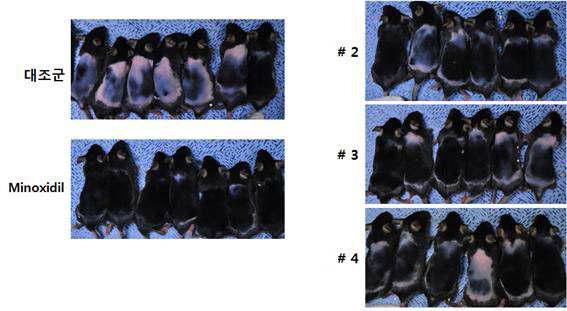 SIS-1 유래 신규 합성 펩타이드 처리에 의한 in vivo 발모능 확인