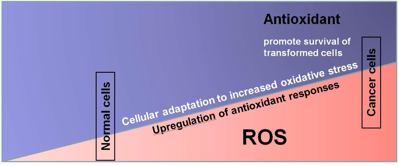 암세포 내에서 활성산소와 항산화 효소의 증가 및 균형