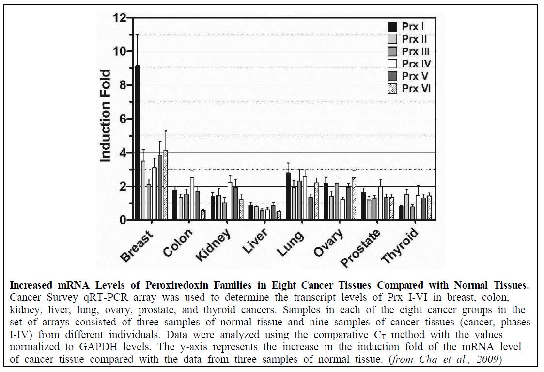 다양한 종류의 암 조직에서 Prx mRNA 발현증가