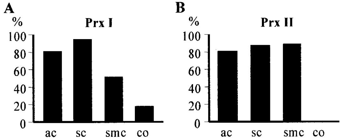 Percentages of positive Prx I (A) and Prx II (B) by immunohistochemistry in adenocarcinoma (ac), squamous cell carcinoma (sc), small cell carcinoma (smc) and nonmalignant control bronchi (co).