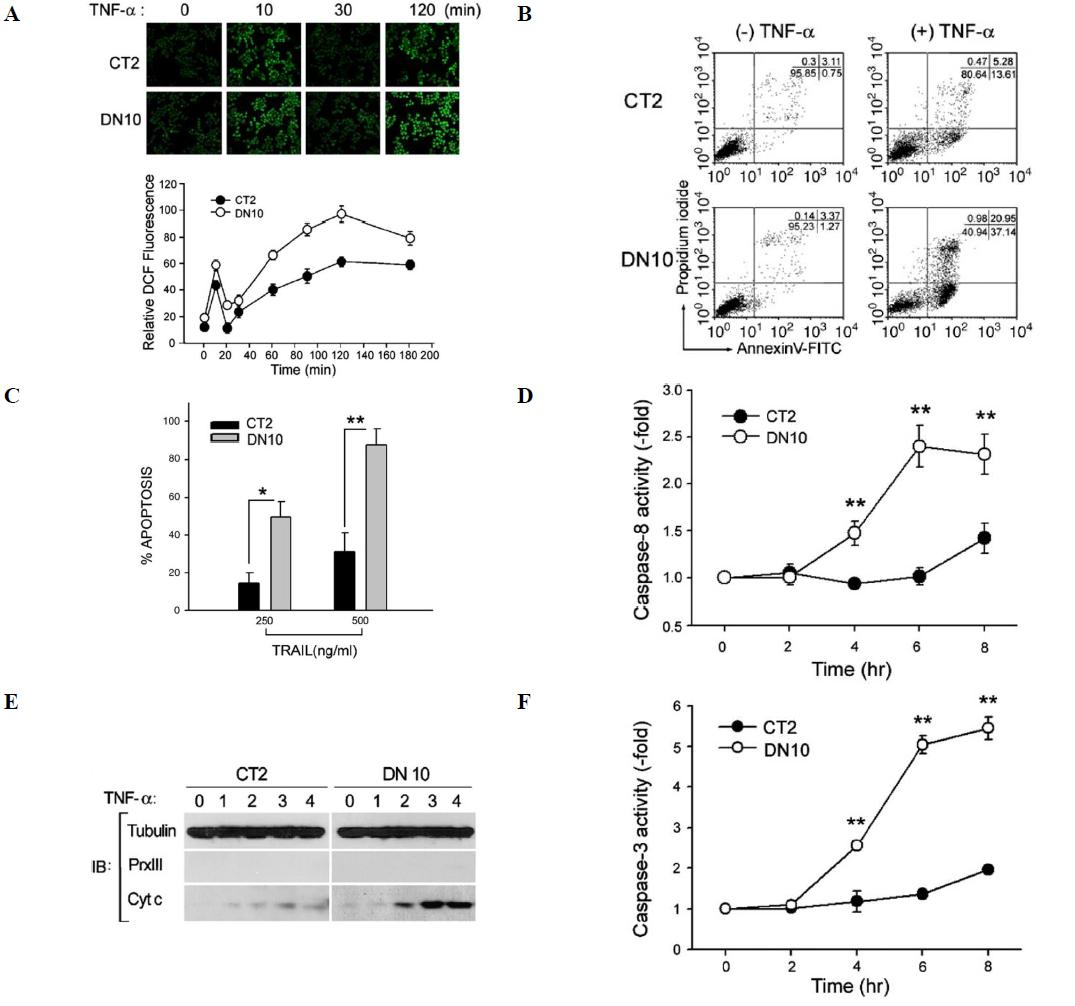 Protective role of cytosolic 2-cys Prx in the TNF-α-induced apoptotic death of human cancer cells. Control (CT2) and dominant negative mutant (DN10)-expressing HeLa stable cell lines. Cells treated with TNF-α (10 ng/ml) and cycloheximide (CHX) for the indicated times (A-B, D-F) or TRAIL (C). (A) Expression of cytosolic 2-cysPrx DN enhances ROS production. (B) TNF-α-mediated apoptotic death enhanced by expression of cytosolic 2-cysPrx DN. (C) TRAIL-induced apoptotic death is enhanced by expression of cytosolic 2-cysPrx DN. (D-F) Activation of caspase-8-Bid pathway is regulated by cytosolic 2-cysPrxs; (D) Induction of caspase-8 activity in CT and DN cells. (E) Cytochrome c release in CT and DN cells. (F) Induction of caspase-3 activity in CT and DN cells.treated