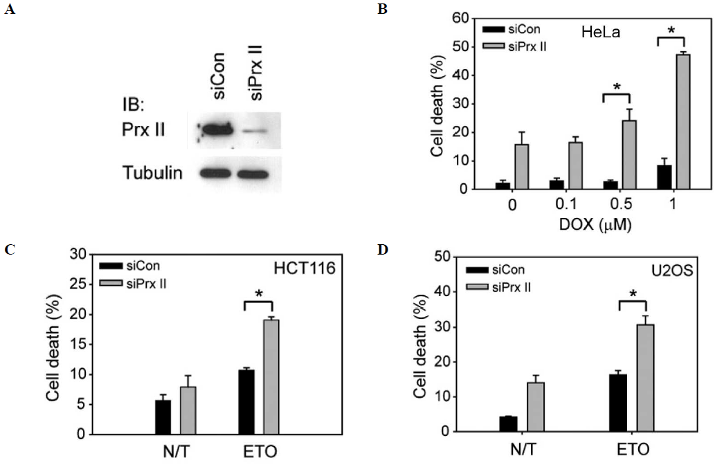 Knockdown of Prx II enhances DNA damage-induced cell death. A, knockdown of PrxII expression by specific siRNAs. An siRNA targeting firefly luciferase is used as a control (siCon). The cells were treated with increasing concentrations of either etoposide (ETO) for 24 h. B, enhancement of cell death by PrxII knockdown in doxorubicin (DOX)-treated HeLa cells. C and D, enhancement of cell death by PrxII knockdown in HCT116 and U2OS cancer cells treated with 20 uM etoposide for 24 h. The knockdown of Prx II expression by siRNA is shown. Data in the graph are means ± S.D. of the percent of PIcells in the sub-G0 fraction (n=3; *, p<0.005). IB, immunoblot. (from Lee etal2010)