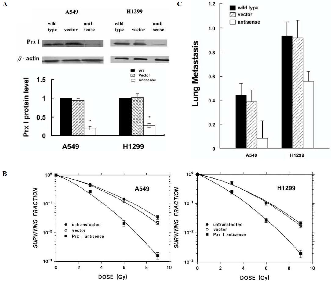 (A) Prx I antisense reduces expression of Prx I protein in human lung tumor cell lines. Prx I proteins of wild-type cells (untransfected A549 and H1299), vector-transfected, and Prx I antisense-transfected A549 and H1299 cells were measured by Western blot analysis. β-actin was used to calculate relative Prx I expression. (B) Prx I antisense significantly increased radiation sensitivity of A549 and H1299 cancer cells. Wild-type, vector-transfected, and Prx I antisense-transfected cells were irradiated with 0, 3, 6, and 9 Gy and survival curves determined by colony-forming assay. A549 and H1299 cells with stable transfection of Prx I antisense were more radiosensitive than untransfected or vector-transfected cells. (C) Prx I antisense reduced pulmonary metastasis of A549 and H1299 xenografts. Pulmonary metastasis incidence of indicated xenografts after animals were killed when tumors reached > 4 cm3 in size. Results of distant metastasis were mean values of three independent experiments (3 animals per experiment, 9 animals in total for each cell type). Values on Y-axis are percentage of mice that developed lung metastasis.