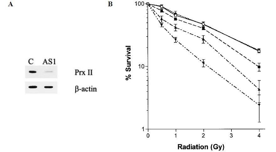 (A) Inhibition of Prx II expression in Prx II antisense oligomer (AS1)-transfected 11A cells. Expression of Prx II was detected by Western blotting after transfection with AS1. Lane C, cells transfected with no DNA; Lane AS1, cells transfected with AS1. β-actin was run as a control. (B) Radiation sensitization of 11A cells after transfection with an antisense Prx II expression plasmid (pPrxII/AS). 11A cells were transfected with 0.025 (■), 0.05 (▲), and 0.1 mg/ml (▼) pPrxII/AS. The cells were then irradiated with 0.5, 1, 2, and 4 Gy. Cell survival was measured by a clonogenic assay. As a control, the cells were transfected with 0.05 mg/ml of sense Prx II expression plasmid (pPrxII/S; ●).