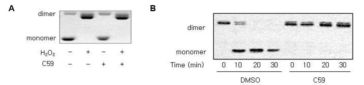 The Mechanism for inhibitory effect of peroxidase activity of Prx I by C59. A, 12.5 uM Prx I was incubated with 5 mM C59 in 20 mM Hepes (pH7.0) for 5 min prior to addition of 50 uM H2O2 for 30 min at 30oC and then reacted with 20 mM NEM and non-reducing sample loading buffer for 1 hr at RT. The oxidation state of Prx I was determined by immunoblot analysis with antibody specific to Peroxiredoxin I. B, After completely oxidation of 1 uM Prx I by 50 uM H2O2 for 5 min, H2O2 was eliminated by catalase at 25oC for 10 min. Oxidized Prx I and 5 mM C59 were incubated with the reaction mixture containing 3 uM yTrxI ,1.5 uM yTR, 200 uM NADPH for the indicated times at 30oC. The oxidation state of Prx I was determined by immunoblot analysis after incubation with 20 mM NEM and non-reducing sample buffer for 1 hr at RT.