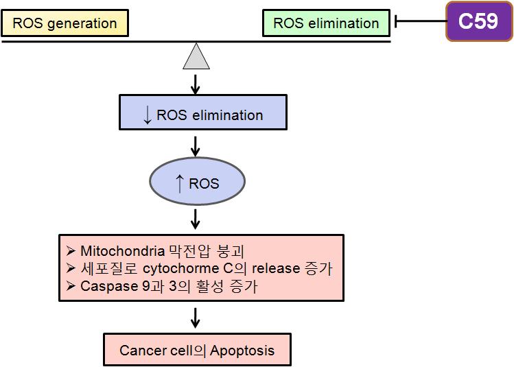 C59 처리 후 ROS의 증가에 의한 cancer cell의 세포사멸