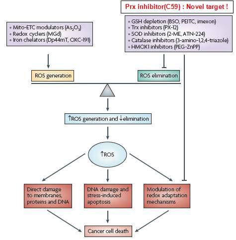 Targeting cancer cells through ROS-mediated mechanism