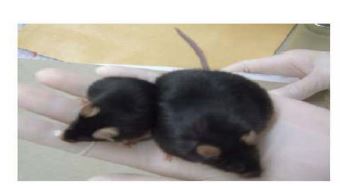 그림 3. C5BL/6J-m Leprdb마우스 모델에서의 정상 쥐와 비만 쥐의 비교