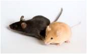 그림 4. KK mouse (left, black) & KK-Ay mouse