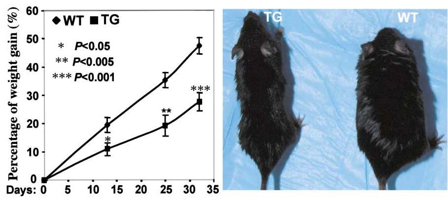 그림 5. 지방세포에서 PPARδ의 활성화에 따른 효과; 고지방식이로 8주간 길러진 쥐(n=6-7)들에서 체중 증가 수치와 고지방식이로 5주간 처리 후 대조군과 유전자변이 쥐의 사진 비교