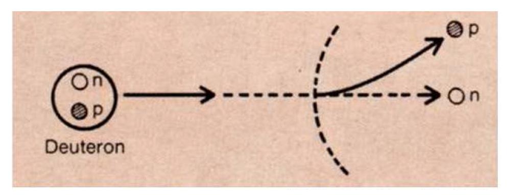 Proton and neutron from deuteron stripping