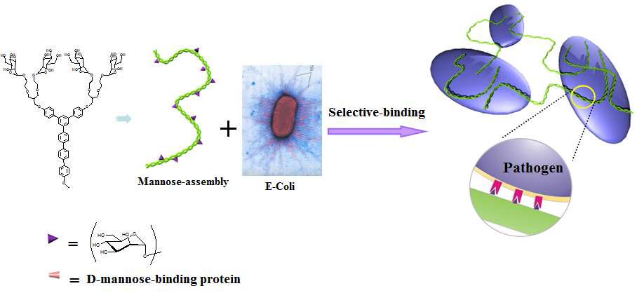 박테리아 세포에 선택적으로 결합하는 나노 구조체