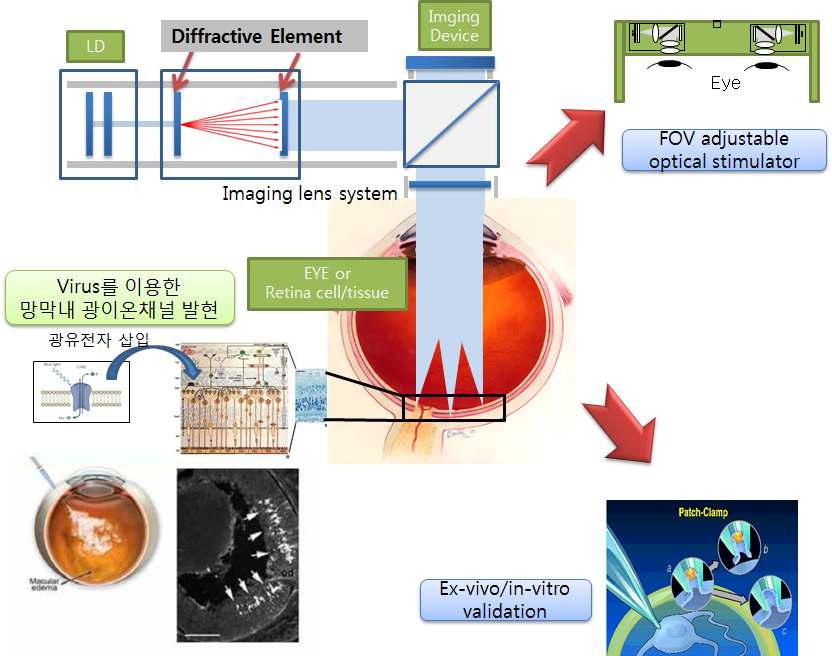 Ex-vivo 실험 검증을 위한 광자극 시스템