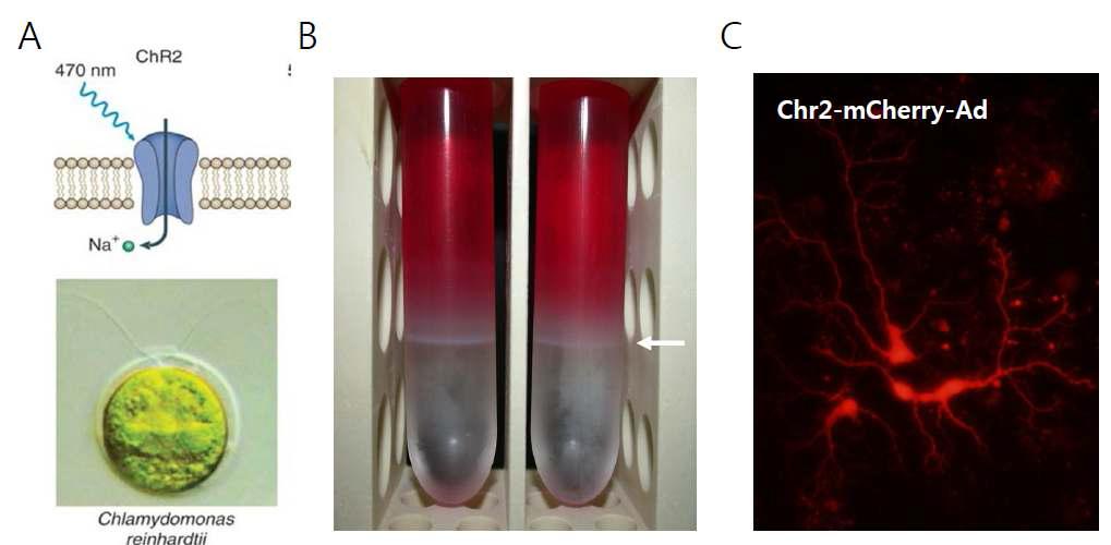 Chr2-mCherry 아데노바이러스의 제작과 발현 양상