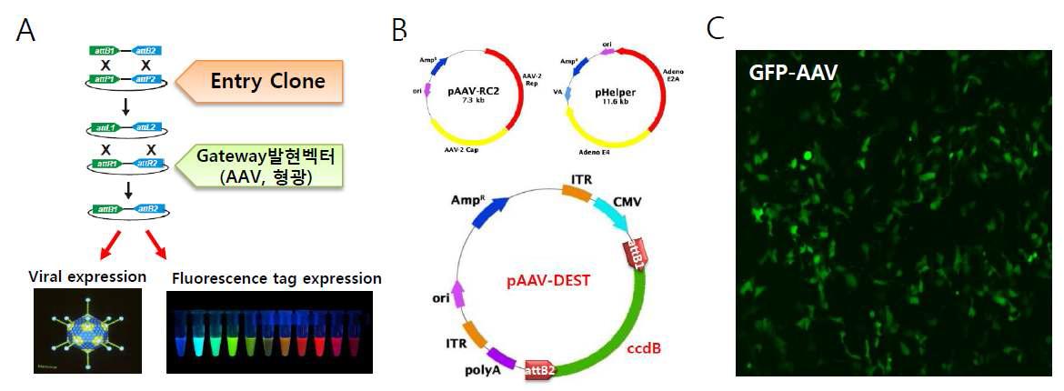 AAV gateway cloning 모식도 및 제작된 AAV의 293T 세포에서의 GFP 발현