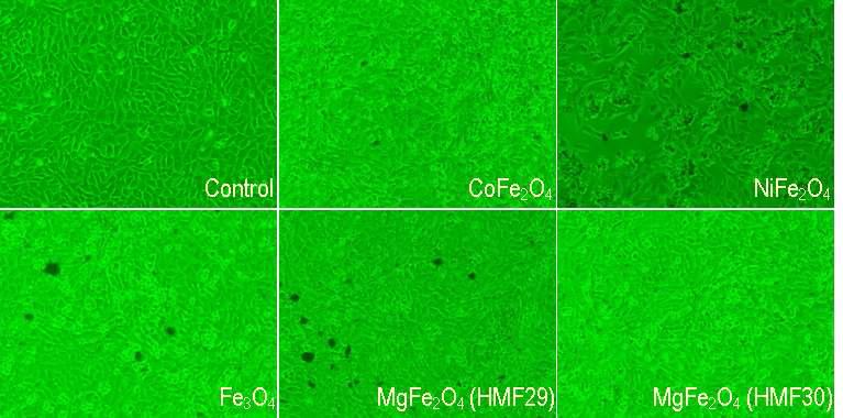 Microscopic findings of HB1.F3 after 24 co-incubation of NMP