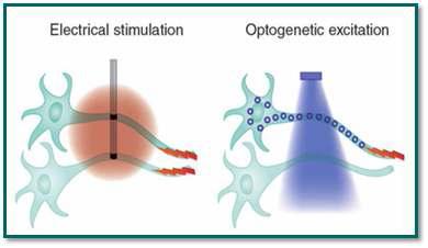 전기자극과 광자극의 비교